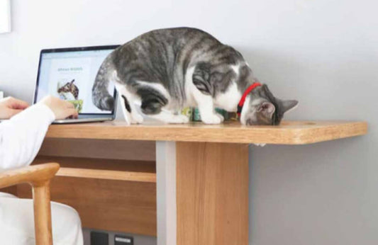 Tohma TREEMO with Cat Desk
